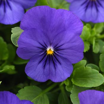 Viola x wittrockiana