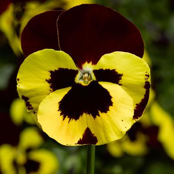 Viola x wittrockiana 'Yellow w/Red Wing' 