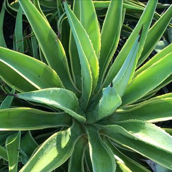 Agave desmettiana 'Variegata' 