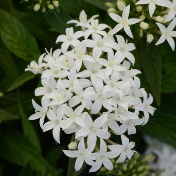 Pentas lanceolata 'White' 