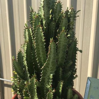 Euphorbia trigona