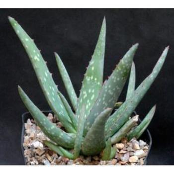 Aloe sinkatana