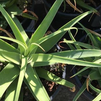 Agave bracteosa