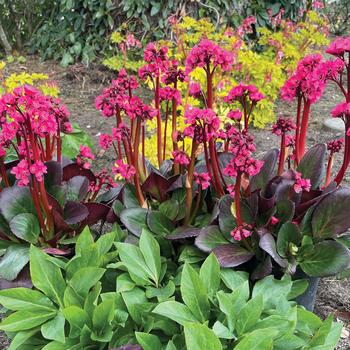 Bergenia 'Rose' 