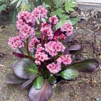 Bergenia 'Bouquet' 