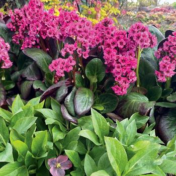 Bergenia Vintage™ Pink