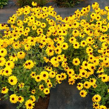 Rudbeckia 'Sunstream' 