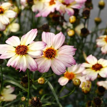 Coreopsis 'Jewel' 