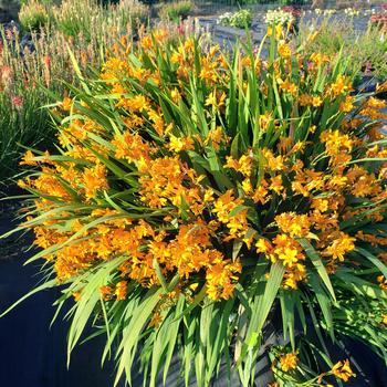 Crocosmia Nova™ 'Gold Dragon'