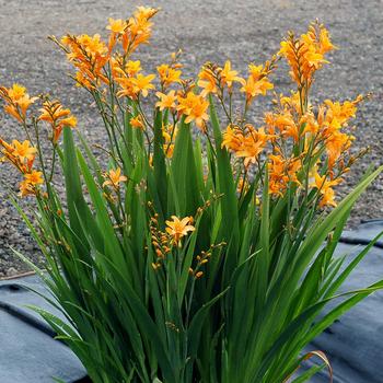 Crocosmia 'Gold Dust' 