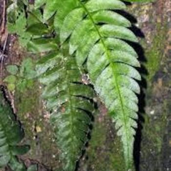 Blechnum occidentale