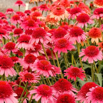 Echinacea Cara Mia™ Carmine