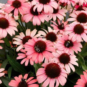 Echinacea 'Mystic' PPAF