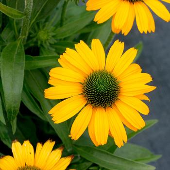 Echinacea Prima™ 'Amarillo'