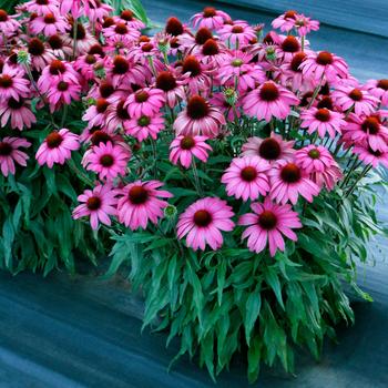 Echinacea Prima™ 'Berry'