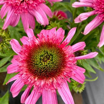 Echinacea Sundial™ 'Pink'