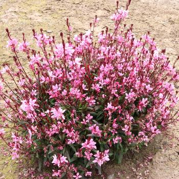 Gaura 'Pink' 