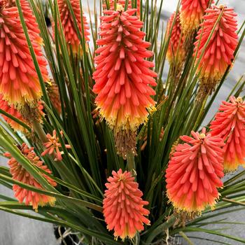 Kniphofia 'Rocket Jr.'