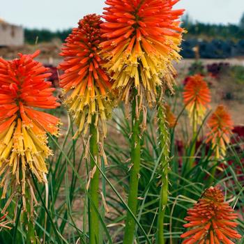 Kniphofia Poco™ 'Daybreak'