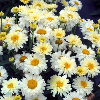 Leucanthemum x superbum 'Lemon Meringue' 