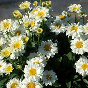 Leucanthemum 'Sugar Bowl'