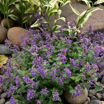 Nepeta 'Blue' 