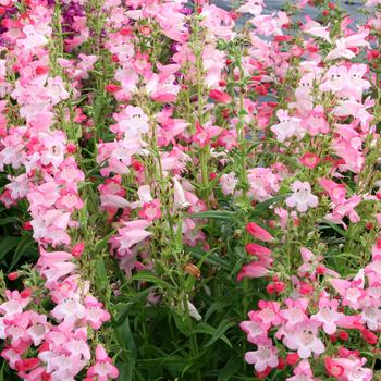 Penstemon 'Flock of Flamingos' PPAF