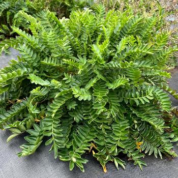 Polemonium 'Hurricane Ridge'