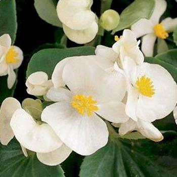 Begonia semperflorens 'Green Leaf White' 