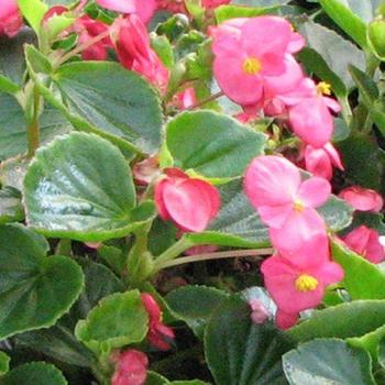 Begonia semperflorens 'Green Leaf Pink' 