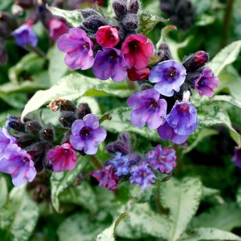 Pulmonaria 'Silver Scimitar' 