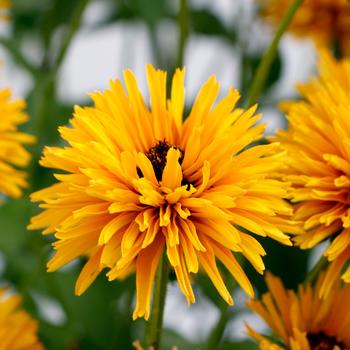 Rudbeckia 'Lion Cub' 