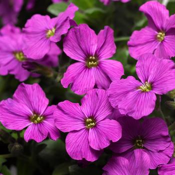 Aubrieta Axcent™ 'Antique Rose Improved'