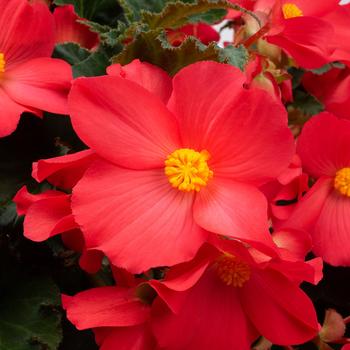 Begonia 