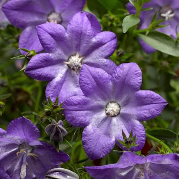 Campanula interspecific Cariboo™ Blue