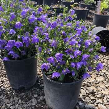 Campanula interspecific