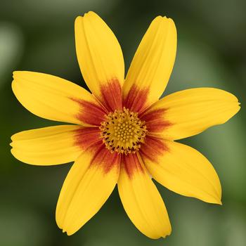 Bidens ferulifolia Brazen™ 'Eternal Flame'