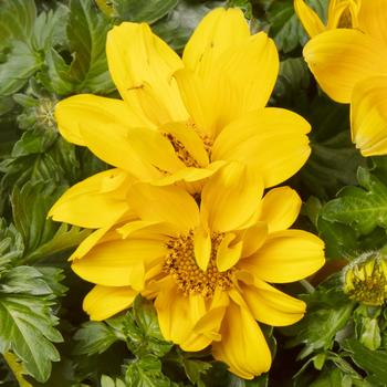 Bidens ferulifolia 'Happy Sun' 