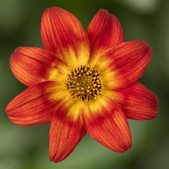 Bidens ferulifolia 'Imperial Luck' 