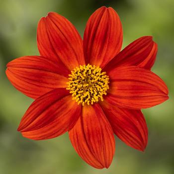 Bidens ferulifolia Brazen™ 'Red Flare'