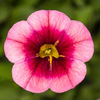 Calibrachoa Cabrio™ 'Eclipse Light Rose'