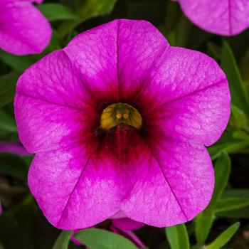 Calibrachoa 