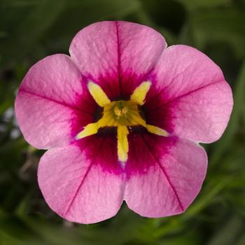 Calibrachoa Callie® Hot Pink Spark