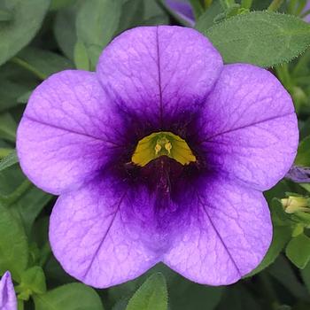 Calibrachoa 