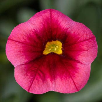 Calibrachoa 'Rose Dark Center' 