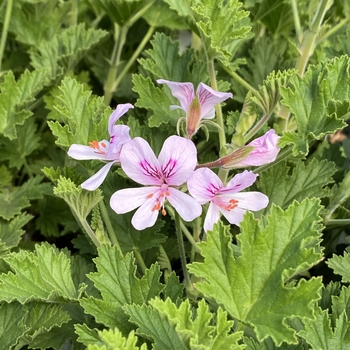 Pelargonium 'Bitter Lemon' 