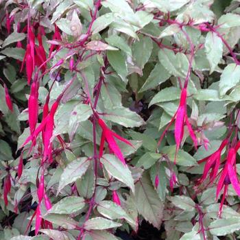 Fuchsia magellanica var. gracilis 'Versicolor' 