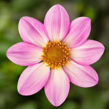 Dahlia Dahlegria® 'Light Rose'