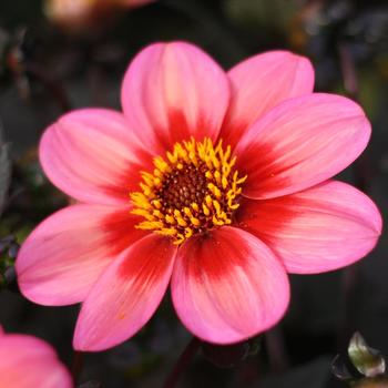 Dahlia Dahlegria® 'Apricot Tricolor'