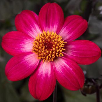 Dahlia 'Magenta Bicolor' 